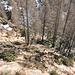 Discesa dall'Alpe del Lago al sentiero Alpe di Bietri-Alpe della Bassa