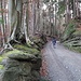  Waldweg zum Ulmizberg mit auf Sandstein gewachsenen Bäumen.