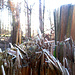 Magisches Licht VI