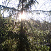 Magisches Licht I