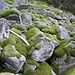 Detailaufnahme des Blockfelds. Durch die Moospolster geht man wie auf Teppich, man muss aber auf verborgene Spalten achten, und schräge Flächen vermeiden, weil das Moos dort nicht hält.