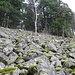 Das Blockfeld wird nach oben hin steiler.