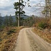 Jetzt geht es auf einem breiten Fahrweg zum geradeaus sichtbaren Berg Kipf, auf dessen Gipfel ein Felsen ruft.