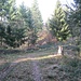 ... bis er an dieser Stelle, vor dem geradeaus sichtbaren Jägerturm endet. Dann wendet man sich nach links zurück und steigt weglos über dem Bergkamm auf.