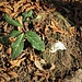 Helleborus niger L.<br />Ranunculaceae<br /><br />Elleboro bianco, Rosa di Natale <br />Rose de Noël <br />Christrose, Schneerose