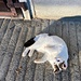 sehr lebendige und zutrauliche Katze auf Brunni 
