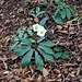 Helleborus niger L.<br />Ranunculaceae<br /><br />Elleboro bianco, Rosa di Natale<br />Rose de Noël<br />Christrose, Schneerose