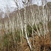 Betula pendula Roth<br />Betulaceae<br /><br />Betulla verrucosa <br /> Bouleau blanc, Bouleau pendant <br />Hänge-Birke
