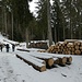 viel Holz im Gireggwald