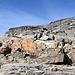 verso il Pizzo Diei