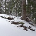 Baum-Wurzel-Werk vor unserer Rast beim Skilifthäuschen Stägleren