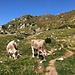 Im Aufstieg zum Krn - Über Bergwiesen, wo wir auch die eine oder andere Kuh treffen.