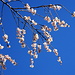 tausende Blüten