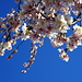 schön Frühling?