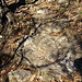Collina Bassa