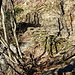 Collina Bassa