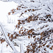 Eine Buche setzt mit ihrem noch hängenden Herbstlaub einen Farbakzent in den Schnee.