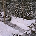 Im Wildeneygraben, zu dieser Jahreszeit den Strahlen der Sonne entzogen, sind sogar die Bäume noch mit Schnee bedeckt; als wäre er eben erst gefallen. Der Bach ist völlig vereist.