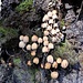 Pilze besiedeln einen alten Stamm.