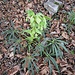 Helleborus foetidus L.<br />Ranunculaceae<br /><br />Ellebore puzzolente <br /> Hellébore fétide <br />Stinkende Nieswurz
