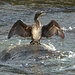 Cormorano