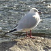 Gabbianella
