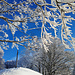 Ein Wintertraum