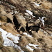4 chamois (two babies) on the south flank of Madone