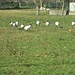 Qui mi sono imbattuto in un gruppo ibis sacri, un uccello alloctono piuttosto invadente che si sta diffondendo nella nostra pianura (mi ricordano i marabù…), che stavano tranquillamente mangiando  insieme ad alcune galline in una cascina (si mangiano anche le uova…).