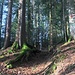 ... und aparter Wald ...