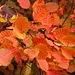 Herbst in allen Farbtönen