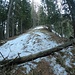 <b>Lascio la strada del Passo al curvone quotato 1492 m, poco sopra il parcheggio. L’ultima volta, quattro anni fa, decisi di seguire il percorso boschivo, più lungo di 1,5 km, che sale a tornanti nella pecceta Fugschtwald. Oggi voglio provare il percorso diretto, che si inerpica immediatamente a partire dal tornante 1492 m. Con il senno di poi, forse sarei stato più saggio se avessi ripercorso la stradina. Appena lasciato il tratto privo di piante, il sentiero, piuttosto tortuoso e accidentato, mi costringe, infatti, a togliere gli sci a causa di mancanza di neve o per superare tronchi e avvallamenti. </b>
