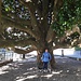 La vecchia magnolia, monumentale albero a Loveno