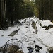 Auf dem Höhenrücken folgt der Weg zeitweise einer Holzabfuhrschneise mit tiefen Wasserlöchern.