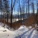 ... und im Wald  ...