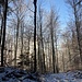 ... und letzte Sonnenstrahlen im Wald vor ...