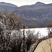 clematis vitalba e lago di Lugano controluce 01 02 2022