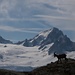 Schneeweide I: junger Steinbock auf dem Col de la Terrasse im Vordergrund / Glacier du Tour und Aiguille du Chardonnet im Hintergrund