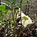 Helleborus niger L.<br />Ranunculaceae<br /><br />Elleboro bianco, Rosa di Natale<br /> Rose de Noël <br />Christrose, Schneerose