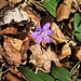 Hepatica nobilis Schreb.<br />Ranunculaceae<br /><br />Erba trinità <br />Hépatique à trois lobes <br /> Leberblümchen