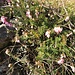 Erica carnea L.<br />Ericaceae<br /><br />Erica carnicina, Scopina <br />Bruyère carnée <br />Schneeheide, Erika
