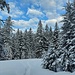 Ein frisch verschneiter Winterwald