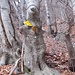 Alberi onnivori