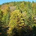Herbstwald im Tal.