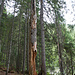 Ein interessanter Baum am Ufer des Sees