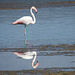 Flamingos