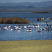 Flamingos