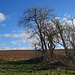 Feldrain, Figuresk, Friedlich