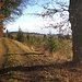 Weg, Waldrand, Wohlgefühl