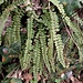 Asplenium trichomanes L.<br />Aspleniaceae<br /><br />Asplenio tricomane <br />Capillaire rouge <br /> Braunstieliger Streifenfarn